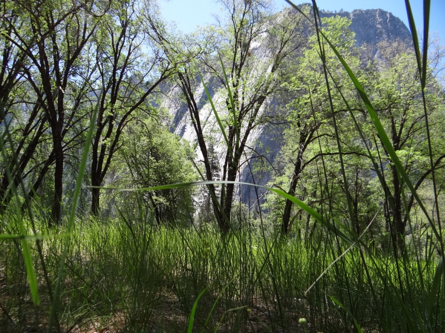 Yosemite Valley near El Capitan looking through spring flora towards Cathedral Rocks