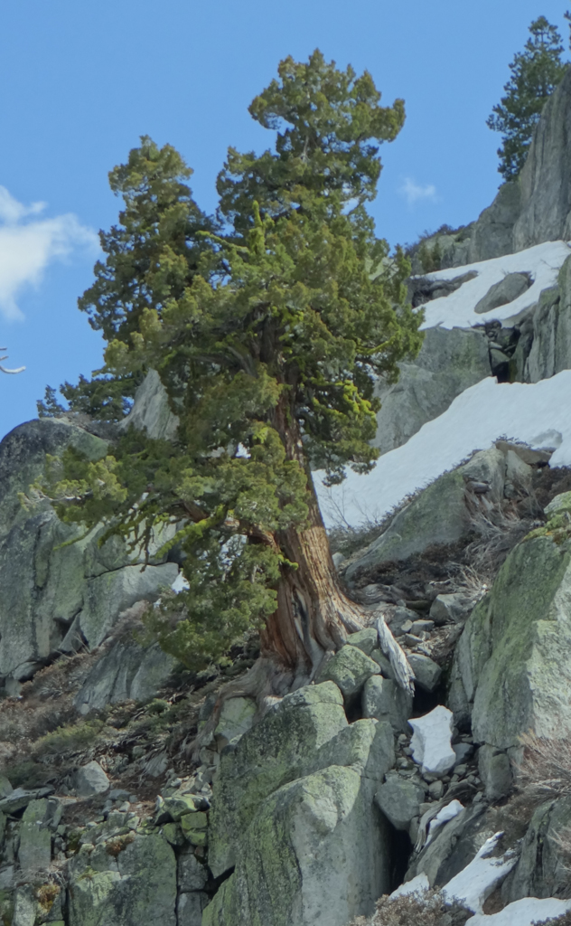 I was most impressed by this tree's persistence and power. Squaw Valley hiking track, near Tahoe, California. 