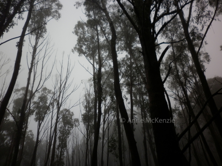Spooky trees in Kosciuszko National Park, NSW 